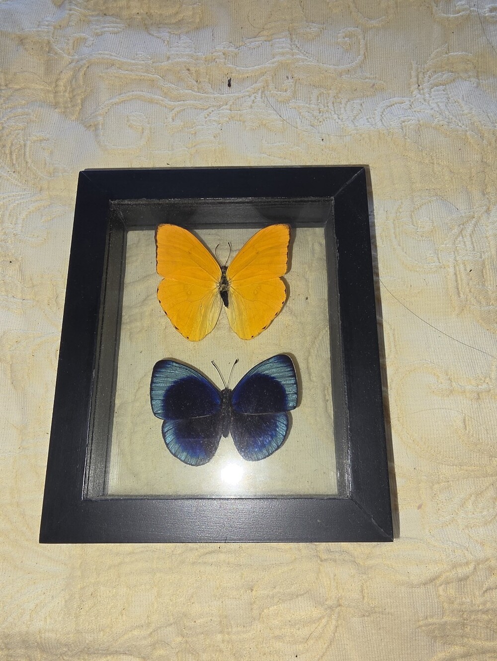 Framed Butterfly Specimen